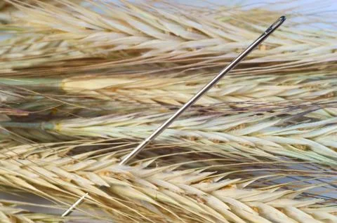 Needle in a haystack. Stock Photos