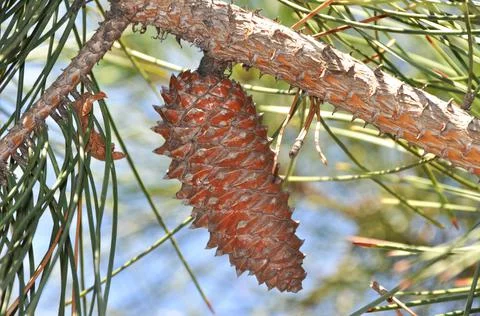 Needle leaf pine tree in its natural environment, pine tree in nature blue sk Stock-Fotos