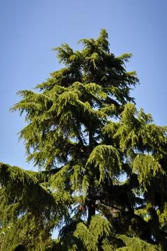 Needle leaf pine tree in its natural environment Stock Photos