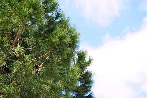 Needle leaf pine tree in its natural environment, pine tree in nature blue sk Stock Photos