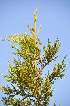Needle leaf pine tree in its natural environment, pine tree in nature blue sk Stock Photos