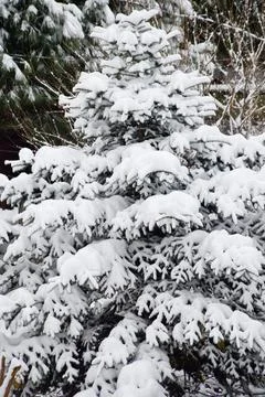 Needle leaf pine tree in its natural environment, There is snow on the pine t Stock Photos