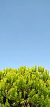 Needle leaf pine tree in its natural environment, pine tree in nature blue sk Stock Photos