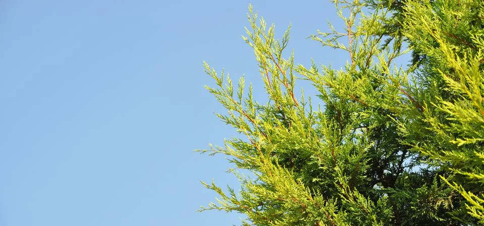 Needle leaf pine tree in its natural environment Stock Photos