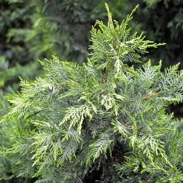 Needle leaf pine tree in its natural environment, pine tree in nature Stock Photos