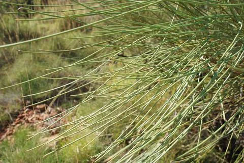 Needle Leaf Wattle Pilbara Close Up Stock Photos