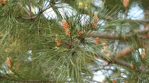 Needle leaves and cones of pine tree Stock Footage 132219382
