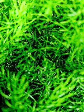 Needle-like leaves Stock Photos