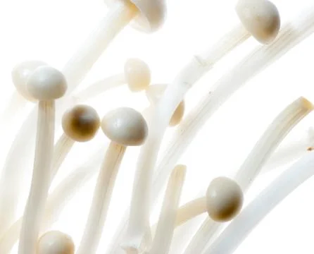 Needle mushroom Stock Photos