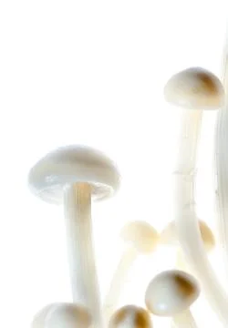 Needle mushroom Stock Photos