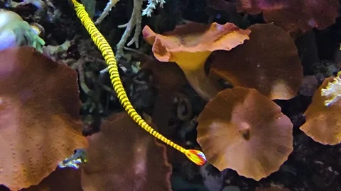 A needle or stick fish Stock Footage 277541455