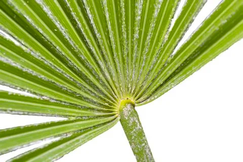 Needle Palm Macro Stock Photos