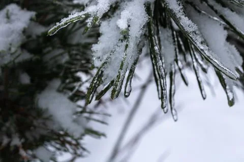 A needle pines in the ice Foto stock
