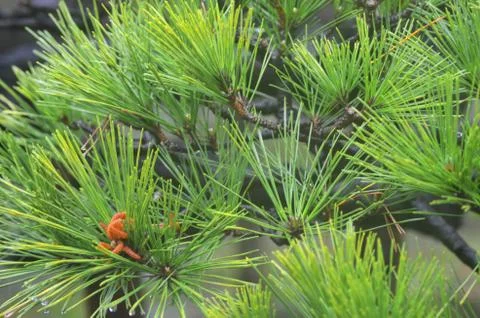 The needle-shaped leaves of a pine tree, with some young orange pine cones. Stock Photos