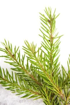 Needle Sprig Stock Photos