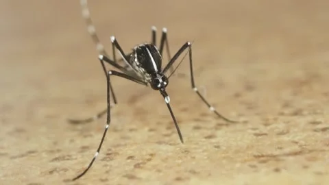 The needle-straw called the lip of the tiger mosquito Vídeo Stock 246750651