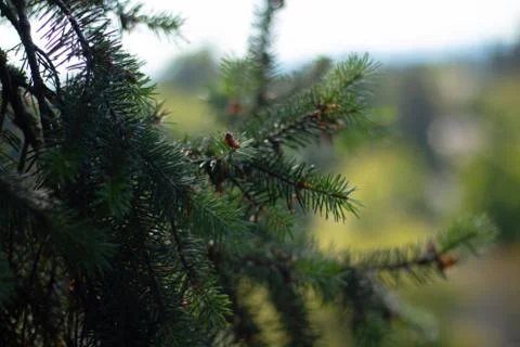 Needle Tree Branch 写真素材