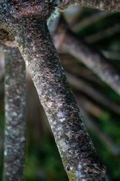 Needle Tree Branch Structure 写真素材