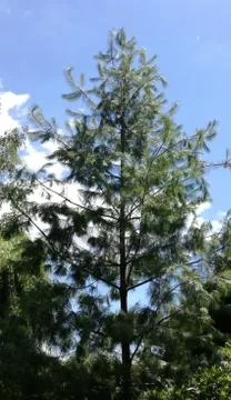 Needle Tree    garden area Stock Photos