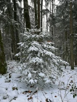 Needle-Tree  with  new-snow Stock Photos