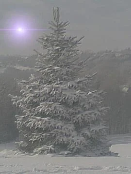 On  NEEDLE-TREE with snow+violet sun Foto stock