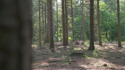 Needle trees in forest Stock Footage 240180243