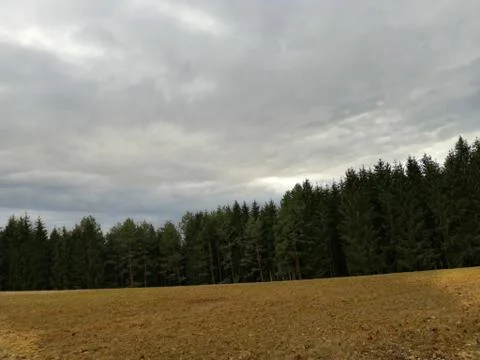 Needle Trees Stock Photos