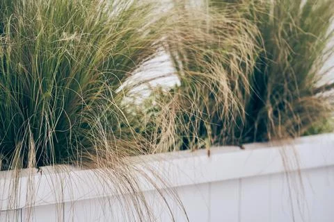 Needle-winged grass with a fine texture of bright green and yellow foliage in a Stock Photos