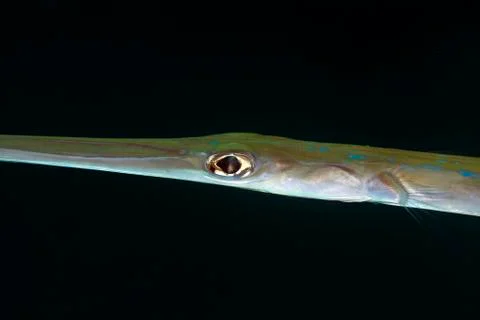 Needlefish close-up in the red sea. Stock Photos