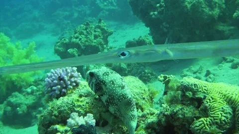 Needlefish Stock Footage 238659632