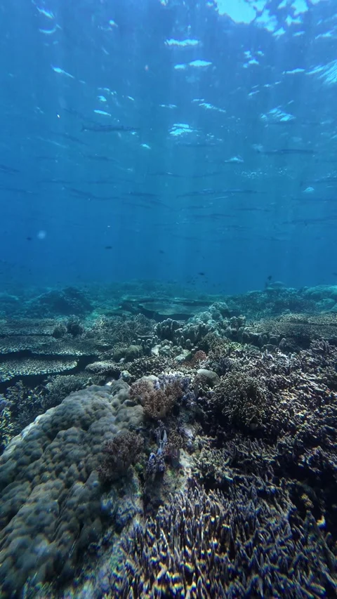 Needlefish gliding over reef Stock-Footage 325565184