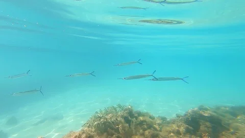 Needlefish group underwater in Egypt - Red Sea Diving Vídeos de archivo 123380395
