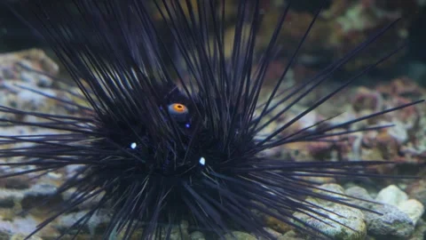 Needlefish with large black spikes close-up on underwater pebbles. Video stock 269260909
