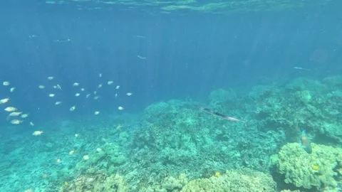 Needlefish in Reef Stock Footage 314867269