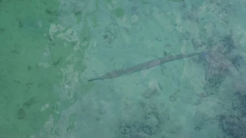 A Needlefish in the Shallows of Moorea Stock Footage 317120776