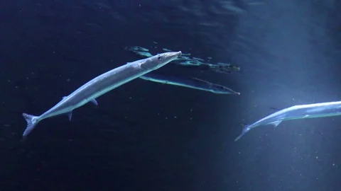 Needlefish in water Stock Footage 95080515