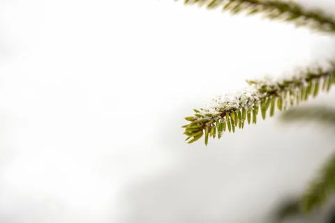 Needles and branches of a coniferous tree close-up as a texture. green photo. Stock Photos