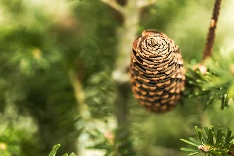 Needles and branches of a coniferous tree close-up as a texture. green photo. Stock Photos