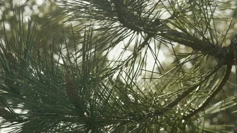 Needles and bud of pine tree in wind at sunset in pine forest near ocean 動画素材 239013463