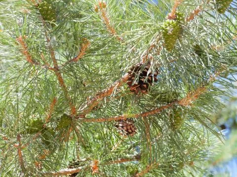 Needles and cones on the branches of a pine. Фото