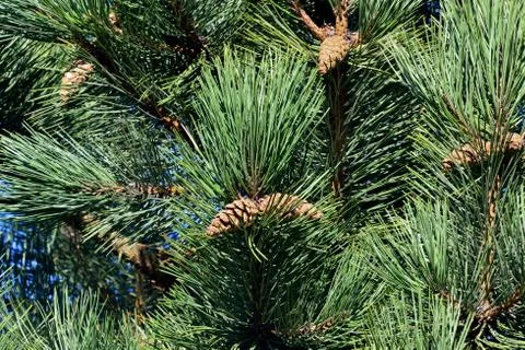 Needles and cones of mountain pine closeup Stock Photos