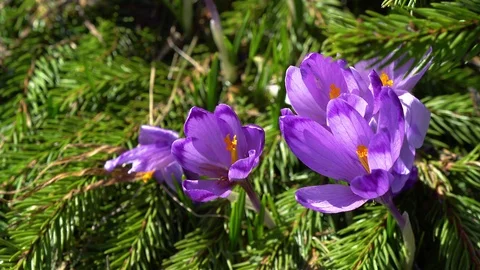 Needles and flowering crocuses Stock Footage 108868078