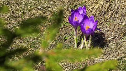 Needles and flowering crocuses Stock Footage 112146404