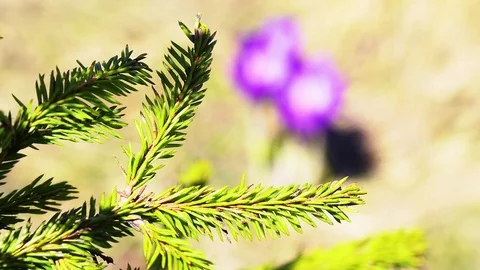 Needles and flowering crocuses Stock-Footage 118910008