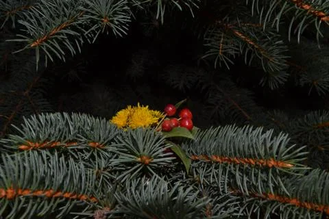Needles and flowers Foto stock