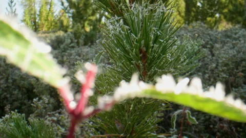 Needles and leaves Stock Footage 197375370