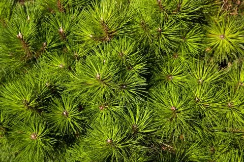 Needles background Stock Photos