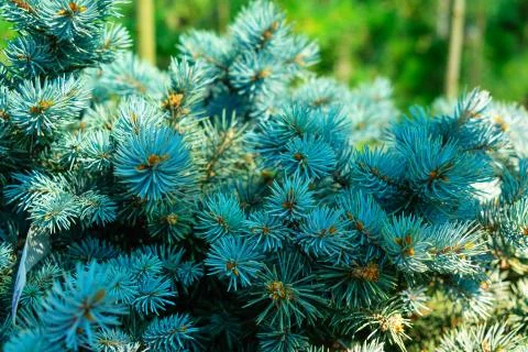 Needles of blue spruce close-up. Selective focus. Stock Photos