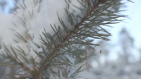 Needles on a branch of spruce in a forest under snowdrifts. beauty of winter Stock Footage 86048694
