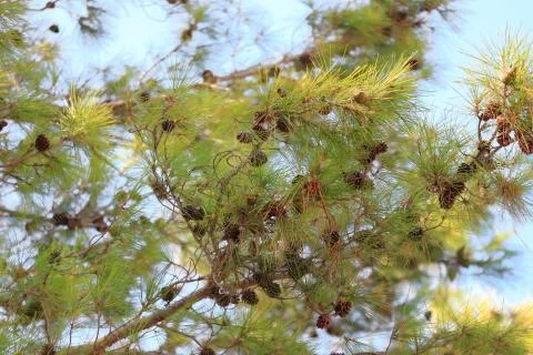 Needles, branches and pine cones, background Stock Photos